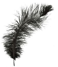BLACK OSTRICH PLUME FOR JEFF DAVIS HAT